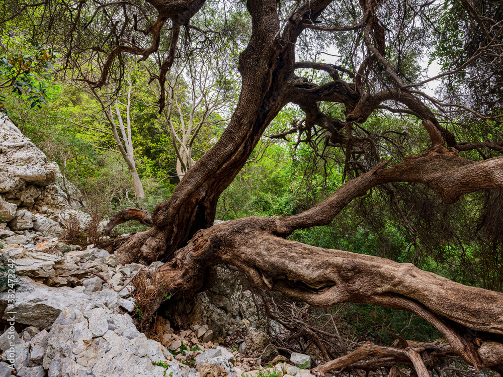 Majestic and ancient holm oak on the trekking path to Cala Goloritzé Majestic and ancient holm oak on the trekking path to Cala Goloritzé
