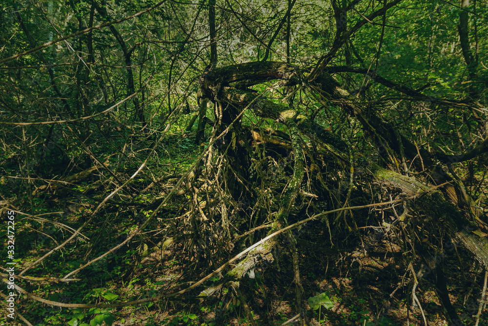 Felled tree in the forest Felled tree in the forest