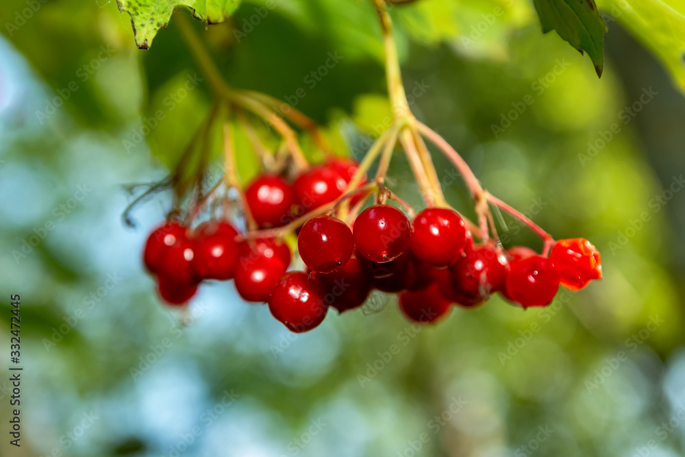 Berries of viburnum red. Harvest time Berries of viburnum red. Harvest time