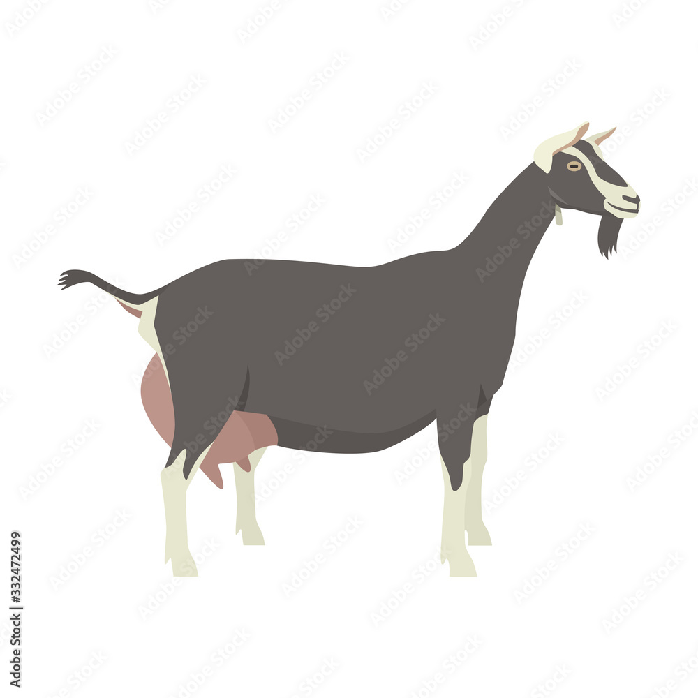 Toggenburg goat Breeds of domestic goats Flat vector illustration Isolated object on white background Toggenburg goat Breeds of domestic goats Flat vector illustration Isolated object on white background