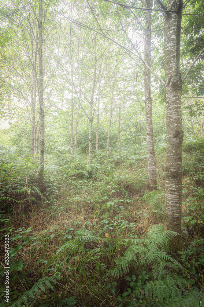 Obraz premium misty woodland in cornwall england uk 