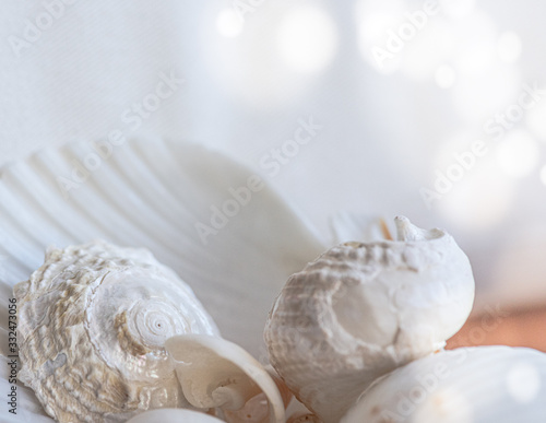 White shell assortment, background with copy space, decor