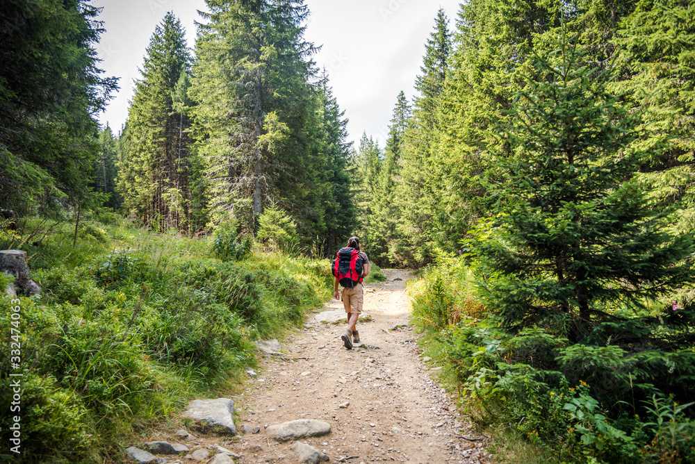 Hiker / backpacker on a forest road. Active people concept. Trekking / exploring concept.