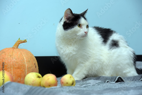 white with black cat on a blue background with pumpkin