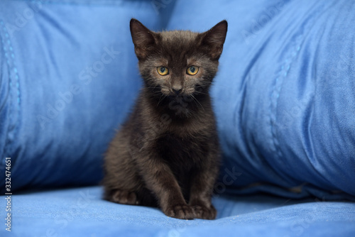 black kitten on a blue background photo