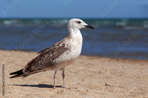 Beautiful young seagull