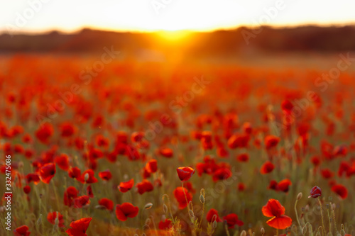 Poppies on green field on summer sunset © onphotoua