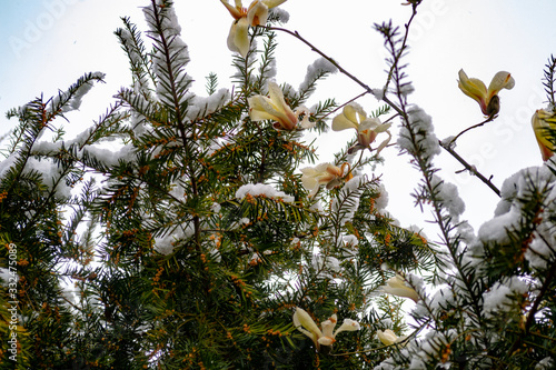 magnolia blooms during snowfall