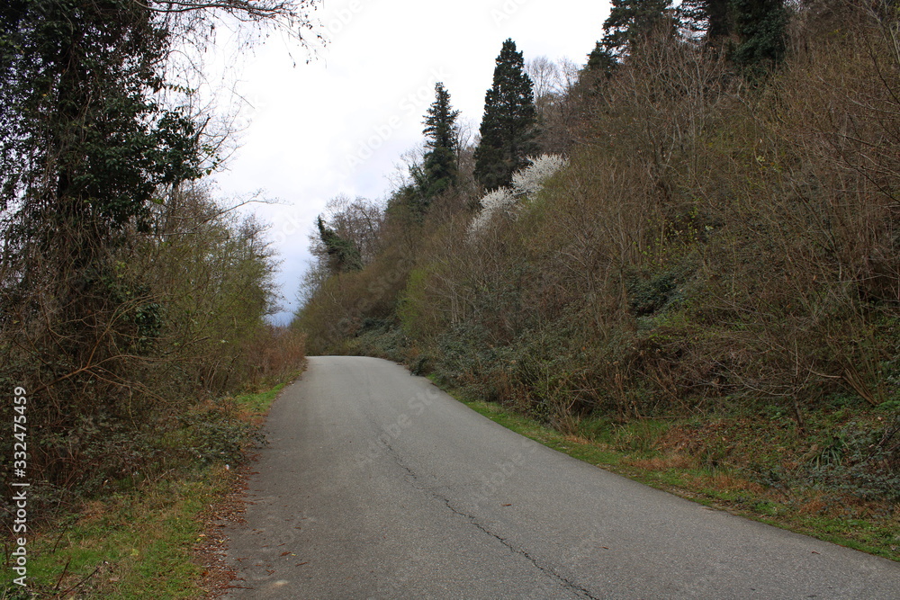 Obraz premium The road through the Caucasian forest of March.