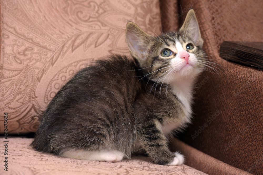 little striped kitten with big ears on a brown background