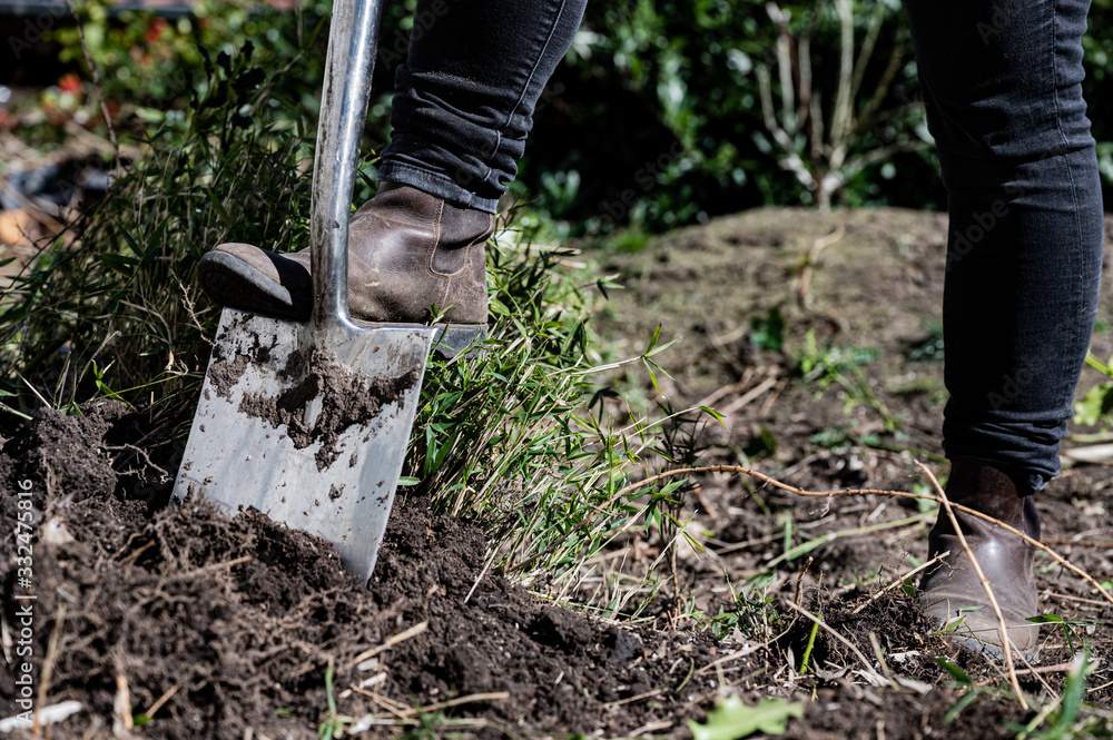 Fototapeta premium Gartenboden wird mit einem Spaten umgegraben