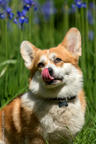 red corgi among blooming irises