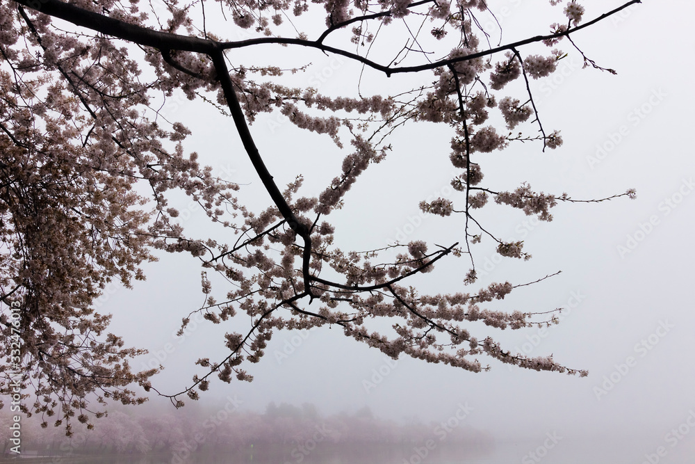 Spring view of the famed cherry blossoms around peak bloom in misty weather, Tidal Basin, West Potomac Park, Washington DC Spring view of the famed cherry blossoms around peak bloom in misty weather, Tidal Basin, West Potomac Park, Washington DC