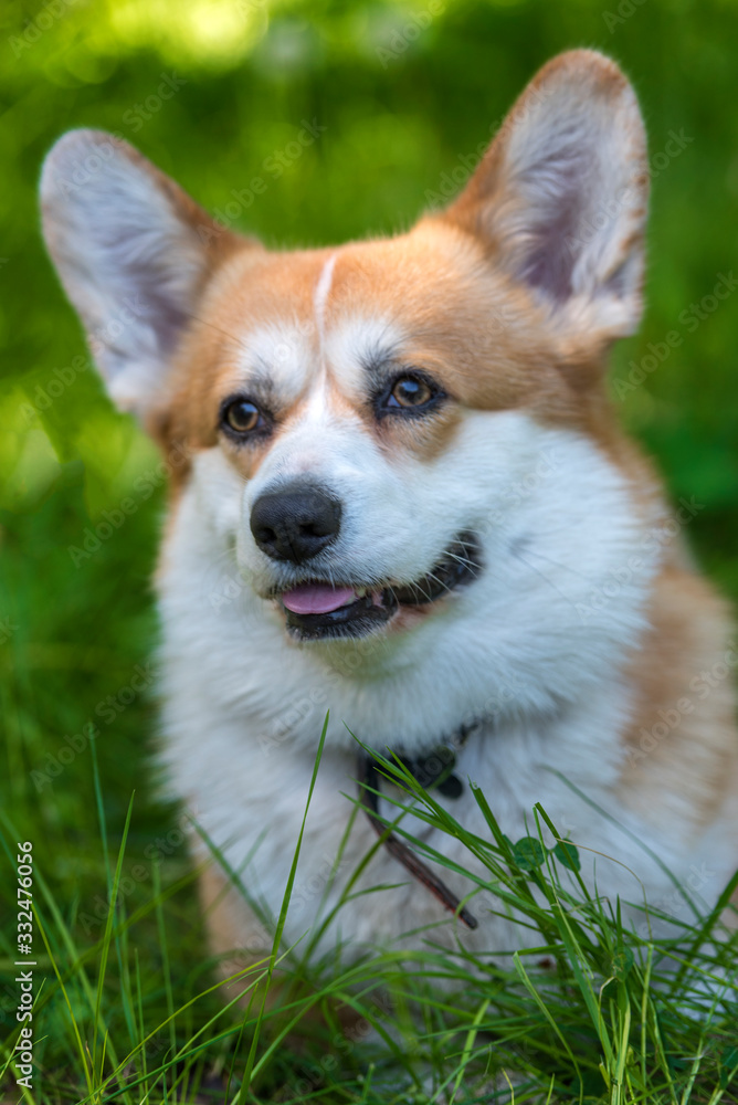 red corgi among green grass red corgi among green grass