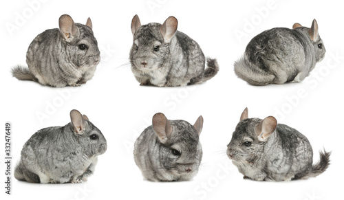 Collage with cute grey chinchillas on white background