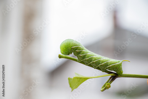 horn worm