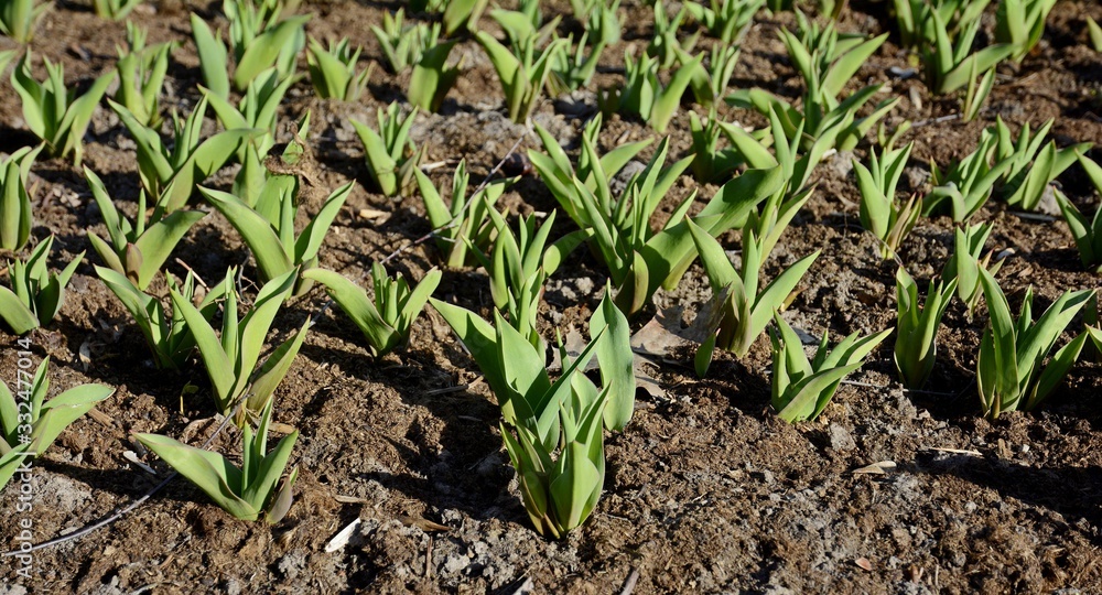Fototapeta premium Plantation of tulips. Sprouts of tulips in early spring. Green leaves of bulbous plants.