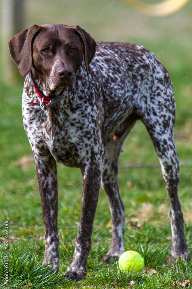 German shorthair pointer with tennis ball German shorthair pointer with tennis ball