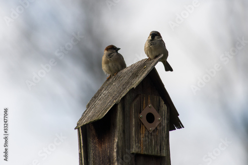 Fotografering Birds on birdhouse