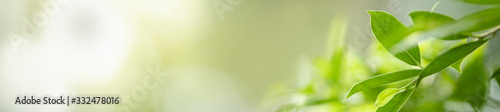 Close up beautiful nature view green leaf on blurred greenery background under sunlight with bokeh and copy space using as background natural plants landscape, ecology cover concept. #332478016