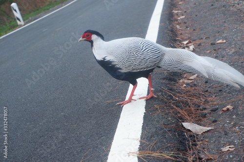 Phasianidae