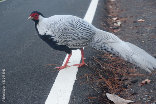 Phasianidae