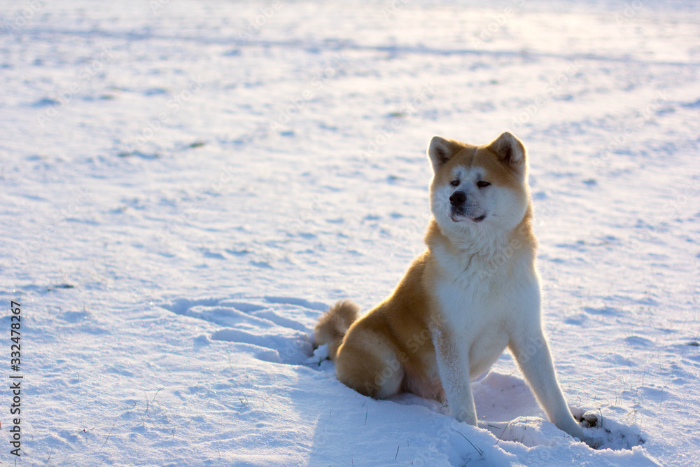 dog puppy Akita friend cute dog puppy Akita friend cute