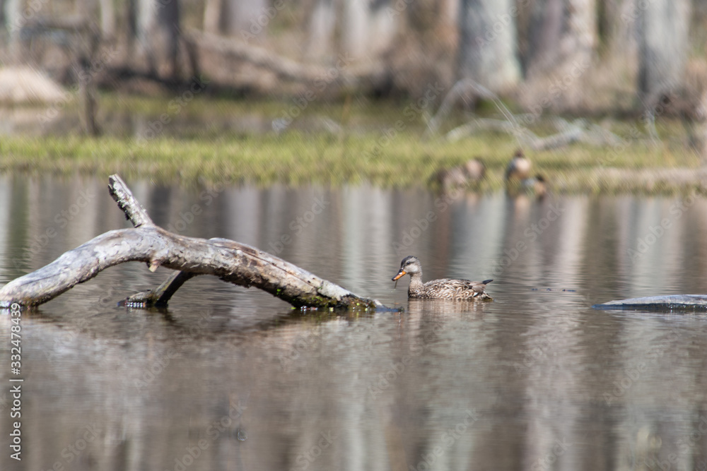 Ducks Ducks