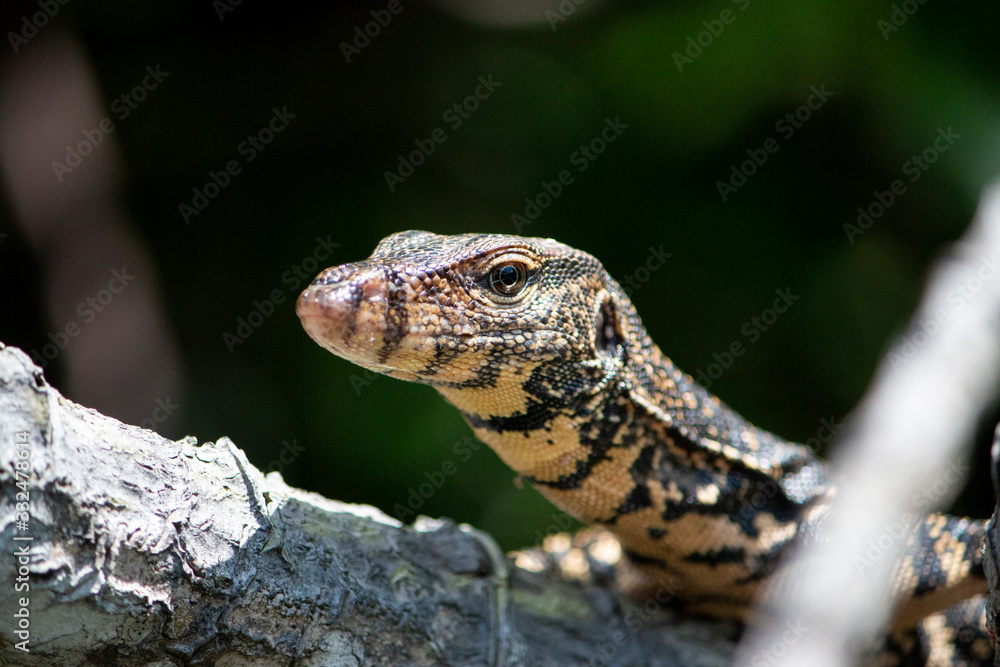 Fototapeta premium wildlife