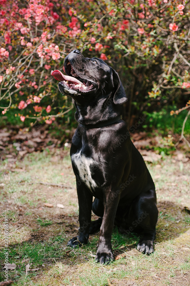 Cane corso. Young big black dog sitting in a spring park