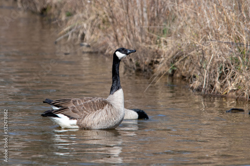 Canadian Geese on a pond