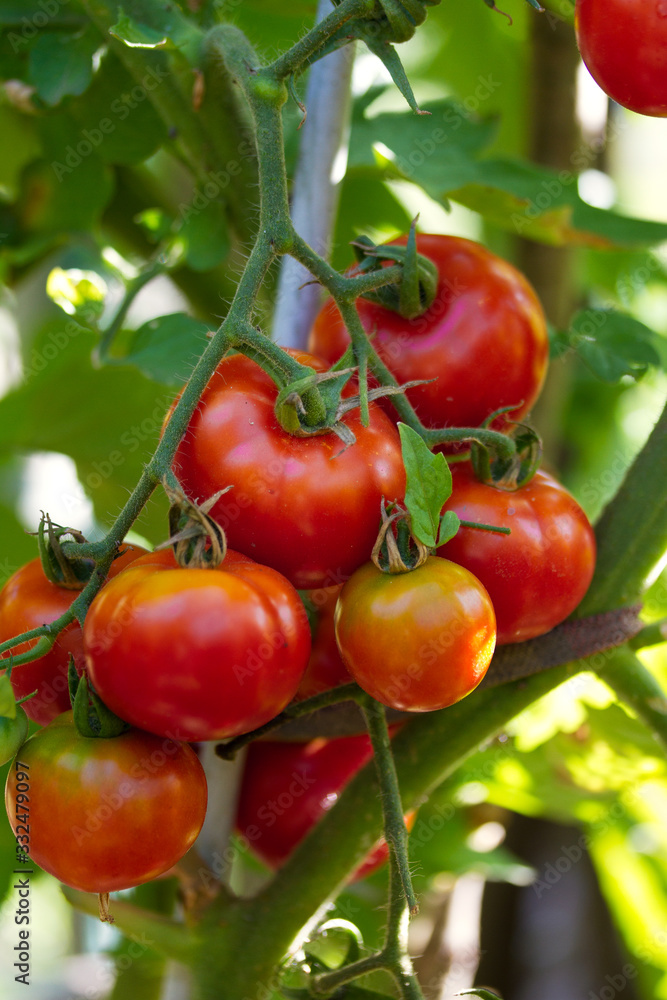 Ripe organic tomatoes in garden ready to harvest. Gardening tomato photograph