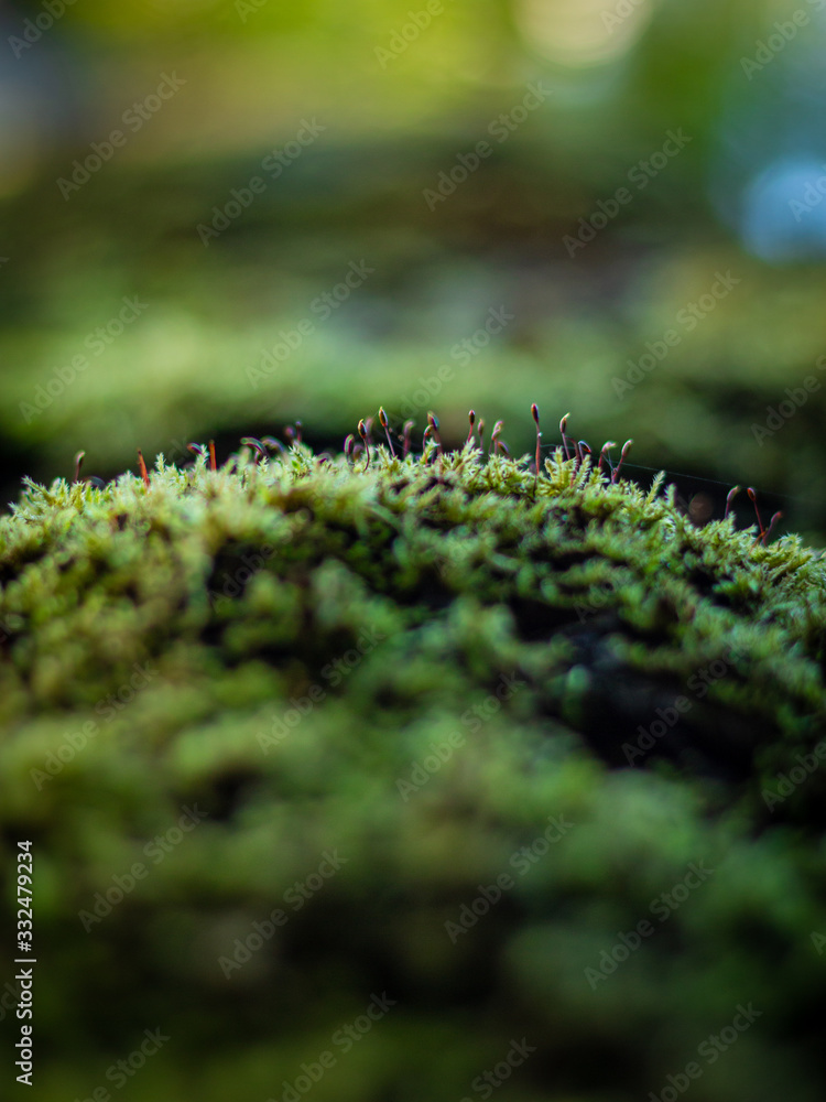 fern in forest fern in forest