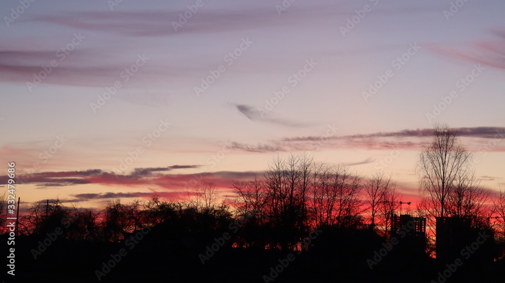 Fototapeta premium gorgeous bloody sunset in forest