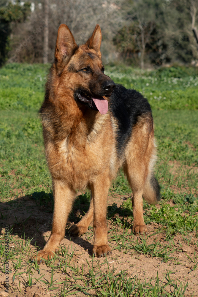 German shepherd dog tongue out