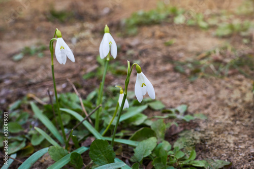 Blooming snowdrop flowers growing in thr garden early in the spring. Shallow depth of field