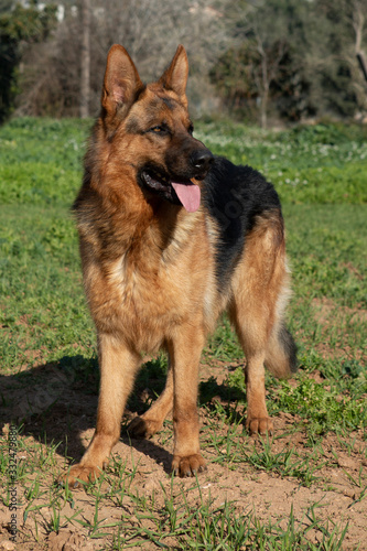 German shepherd dog tongue out © raquel