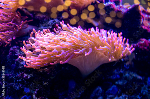 Fototapeta Naklejka Na Ścianę i Meble -  Brightly lit sea anemones growing on rock surfaces in a home aquarium setting. The vibrant yellow tentacles sway gently in the water current.corals in a marine aquarium.Selective focus