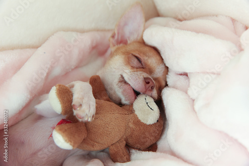 A chihuahua dog puppy sleeps in a crib and hugs a teddy bear. The puppy is three months old.