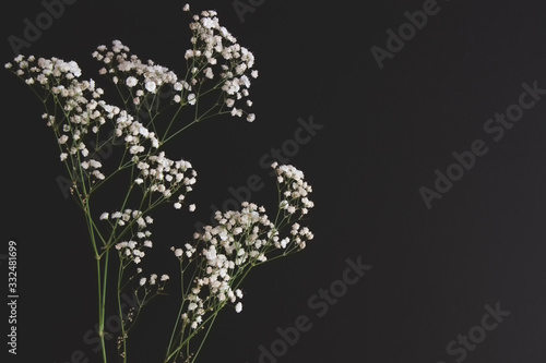 фотографія gypsophila flower on black table background with copy space.