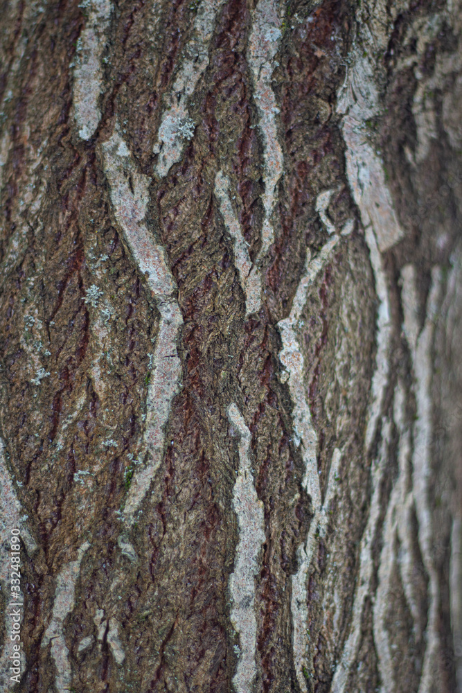 Obraz premium Texture of tree bark.