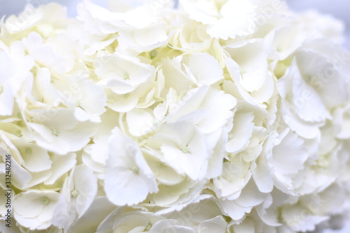 white hydrangea floral background, screensaver on your desktop