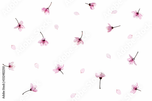 Pattern made of pink cherry blossom sakura on white background, isolated.