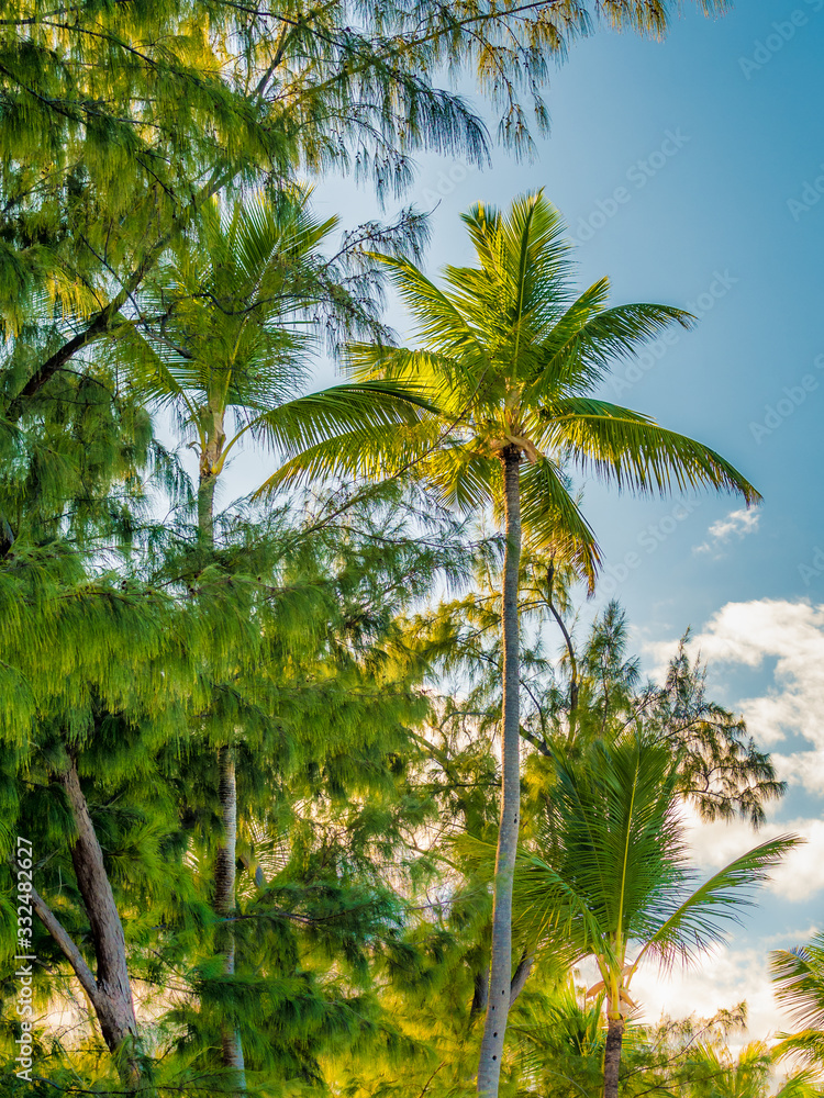 Obraz premium Palm tree on sunny day at Punta Cana, Dominican republic