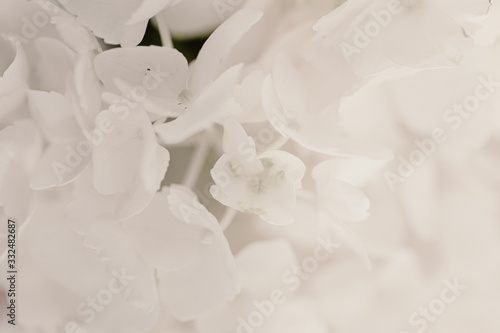 Pure white petals of Hydrangea flower. Beautiful bouquet. Mock up flower image. White background. Total white. Floral background. Fragile small flowers. Spring is coming. Spring time. Refreshing life. © Regina Foster