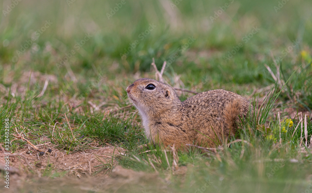 European ground squirrel (Spermophilus citellus) in natural habitat