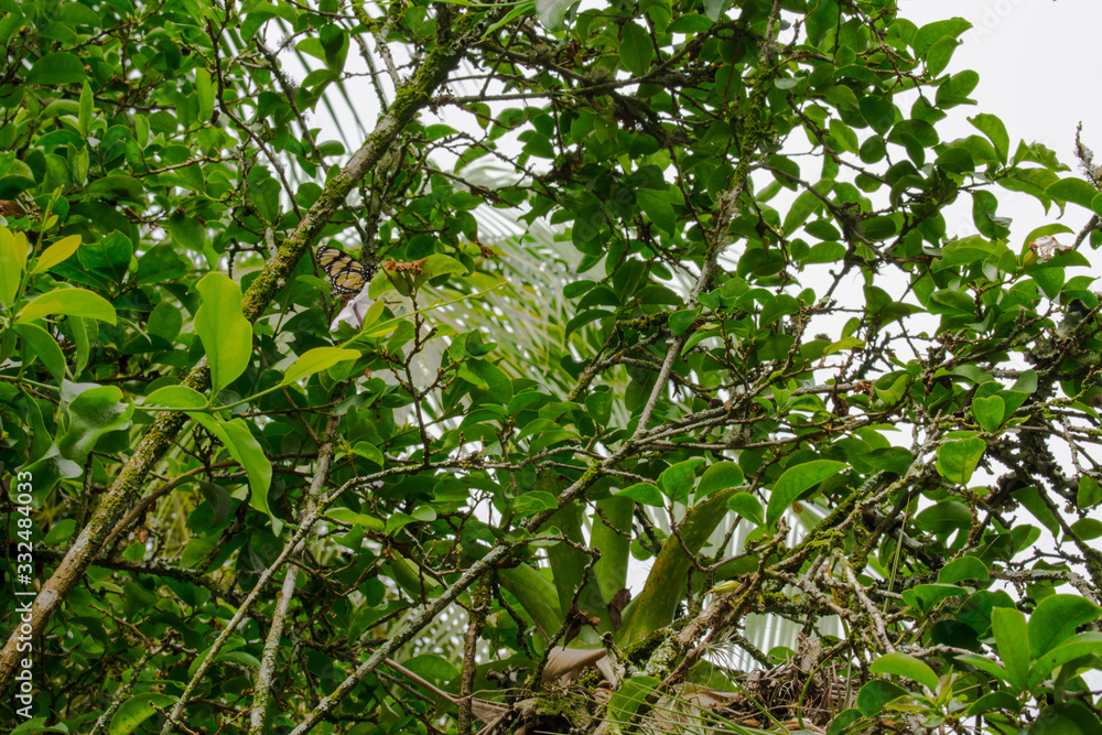 butterfly on green leaves of a tree in spring butterfly on green leaves of a tree in spring