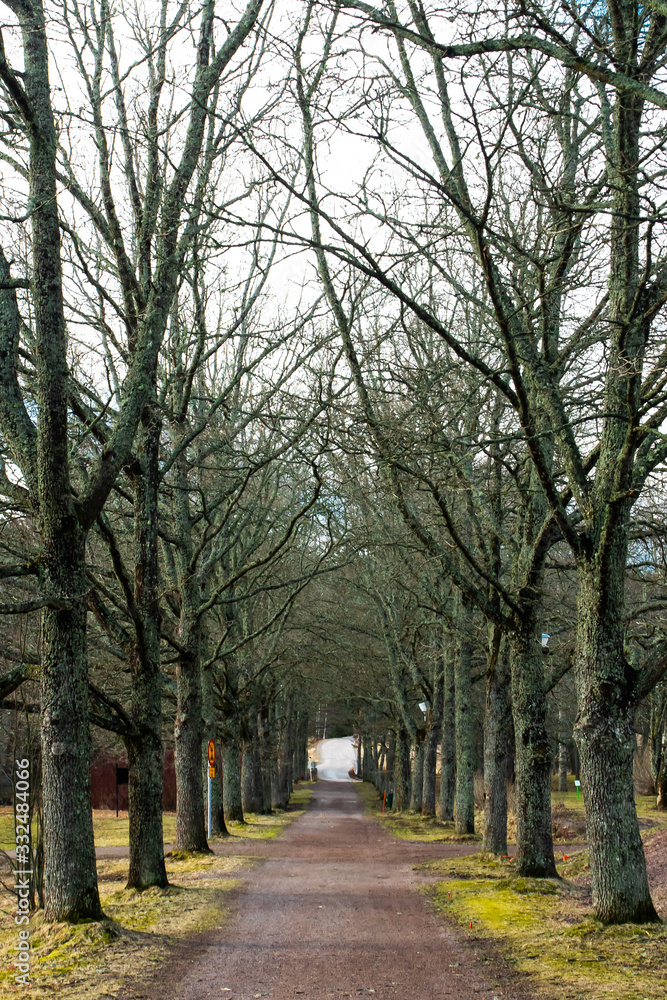 Alley with bare trees is in the park at spring.