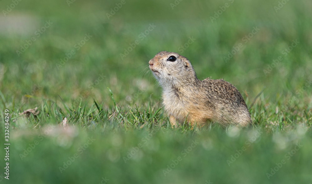 European ground squirrel (Spermophilus citellus) in natural habitat European ground squirrel (Spermophilus citellus) in natural habitat