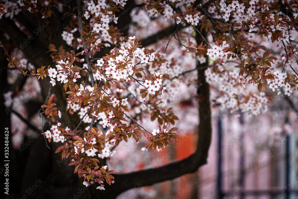 Beautiful Japanese cherry blossoms in spring Beautiful Japanese cherry blossoms in spring